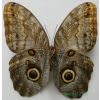 Caligo sp. Peru 106mm98f